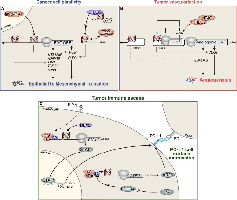 The shaping of mRNA translation plasticity by RNA G-quadruplexes in cancer progression and therapy resistance.