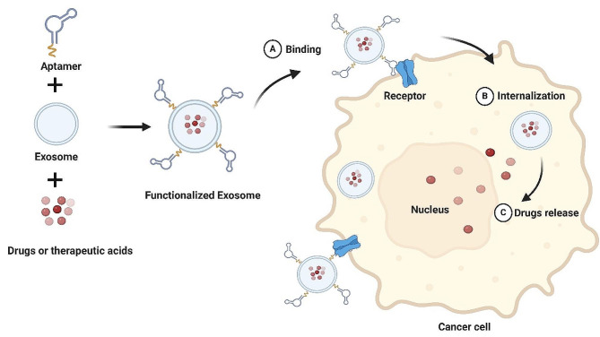 Role of Exosomes in Cancer and Aptamer-Modified Exosomes as a Promising Platform for Cancer Targeted Therapy.