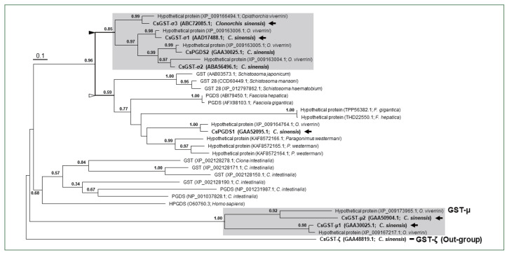 Prostaglandin synthase activity of sigma- and mu-class glutathione transferases in a parasitic trematode, Clonorchis sinensis.