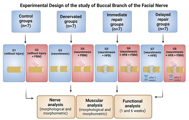 Delayed repair of the facial nerve and its negative impacts on nerve and muscle regeneration.