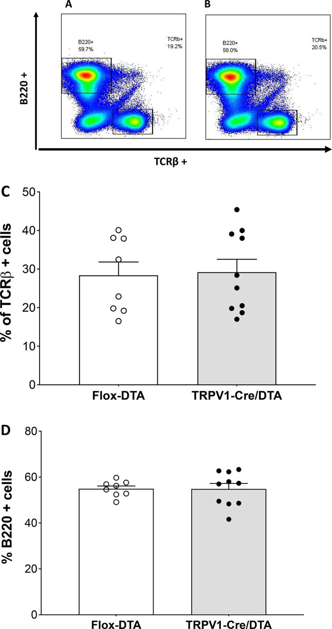 TRPV1 nociceptors are required to optimize antigen-specific primary antibody responses to novel antigens.