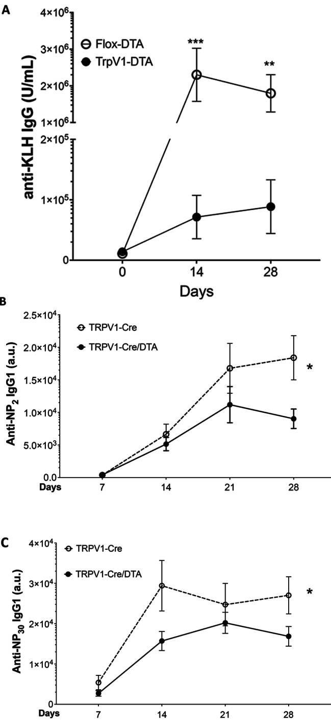 TRPV1 nociceptors are required to optimize antigen-specific primary antibody responses to novel antigens.