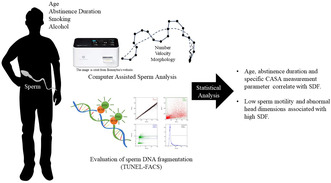 Age, sexual abstinence duration, sperm morphology, and motility are predictors of sperm DNA fragmentation.