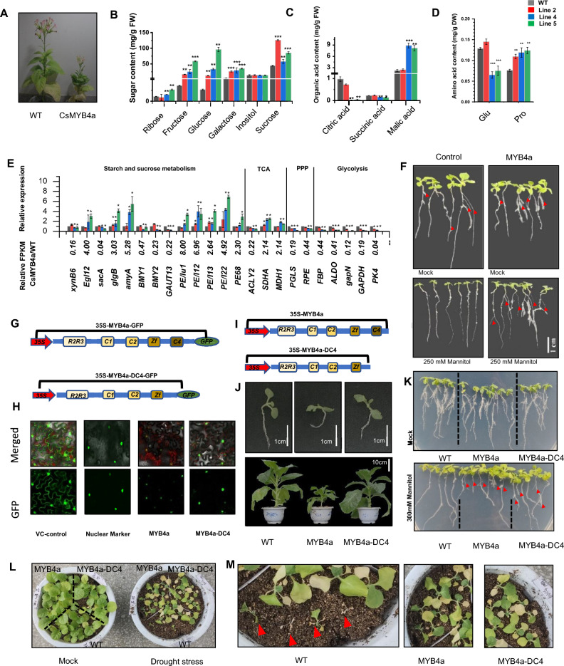 Publisher Correction: Removal of the C4-domain preserves the drought tolerance enhanced by CsMYB4a and eliminates the negative impact of this transcription factor on plant growth