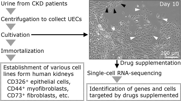 Crosstalk between oxygen signaling and iron metabolism in renal interstitial fibroblasts.