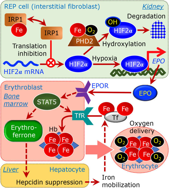 Crosstalk between oxygen signaling and iron metabolism in renal interstitial fibroblasts.