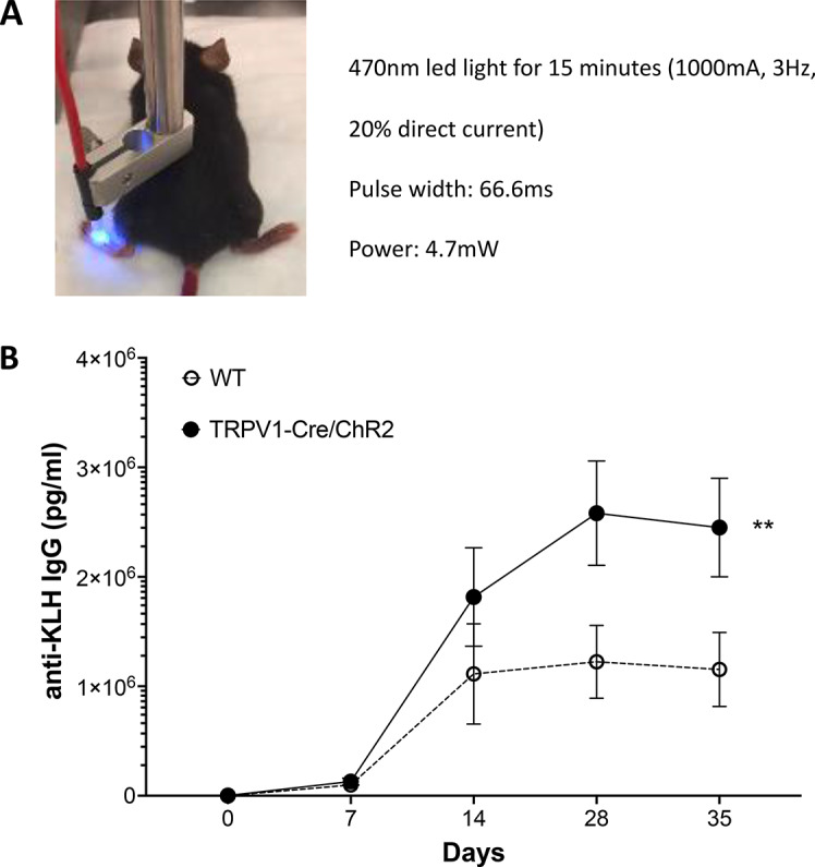 TRPV1 nociceptors are required to optimize antigen-specific primary antibody responses to novel antigens.