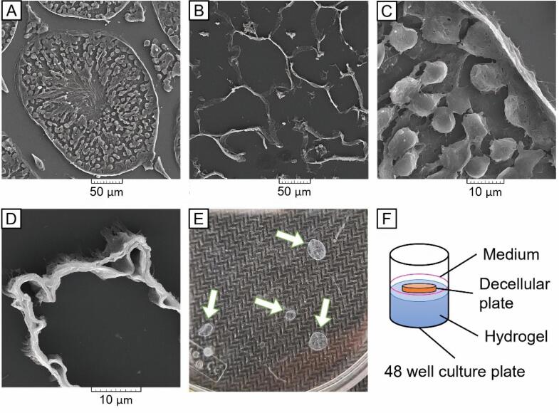 Retinoic acid-releasing scaffold based on chitosan hydrogel and testis decellular plates.
