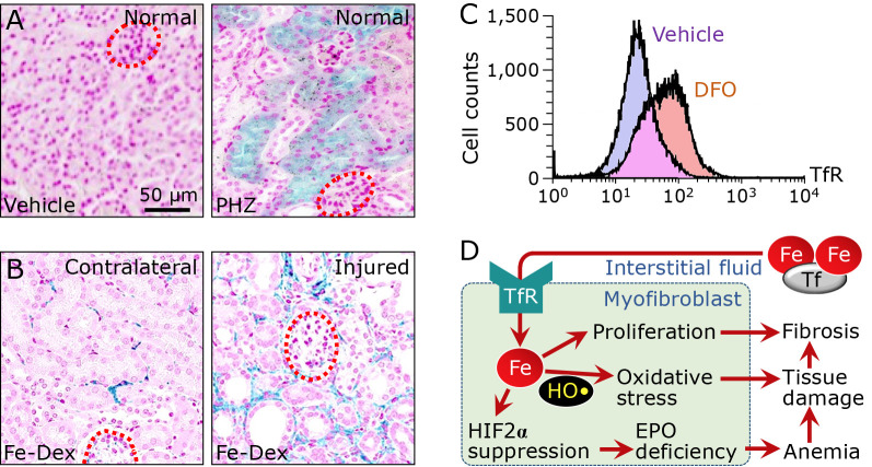 Crosstalk between oxygen signaling and iron metabolism in renal interstitial fibroblasts.