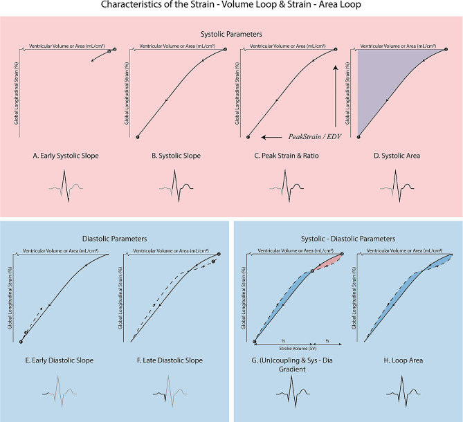 Left and right ventricular strain-volume/area loops: a narrative review of current physiological understanding and potential clinical value.