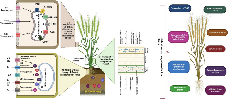 Effects of environmental metal and metalloid pollutants on plants and human health: exploring nano-remediation approach.