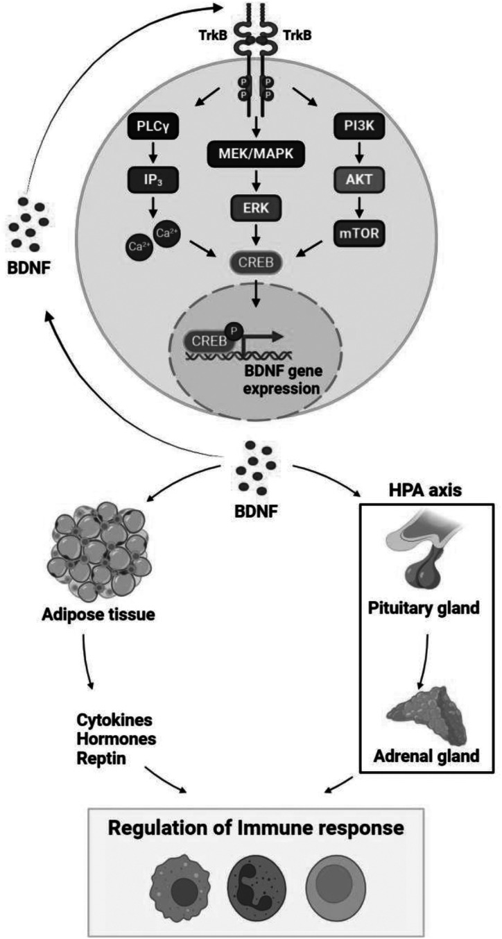 New insight of square stepping exercise in immune fine-tuning for anticipating emerging pandemics.