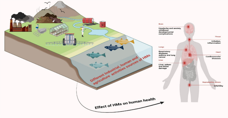 Effects of environmental metal and metalloid pollutants on plants and human health: exploring nano-remediation approach.