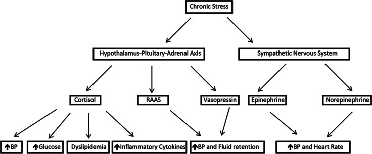 Yoga and Cardiovascular Diseases - A Mechanistic Review.