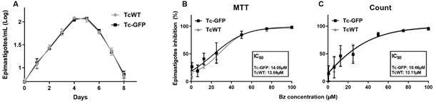 Improving in vitro screening compounds anti-Trypanosoma cruzi by GFP-expressing parasites.
