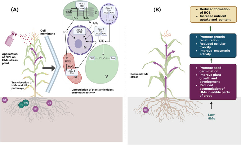 Effects of environmental metal and metalloid pollutants on plants and human health: exploring nano-remediation approach.