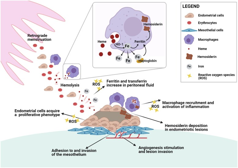 Endometriosis: from iron and macrophages to exosomes. Is the sky clearing?
