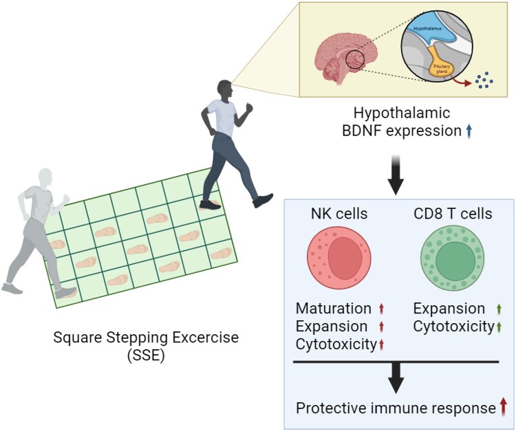 New insight of square stepping exercise in immune fine-tuning for anticipating emerging pandemics.