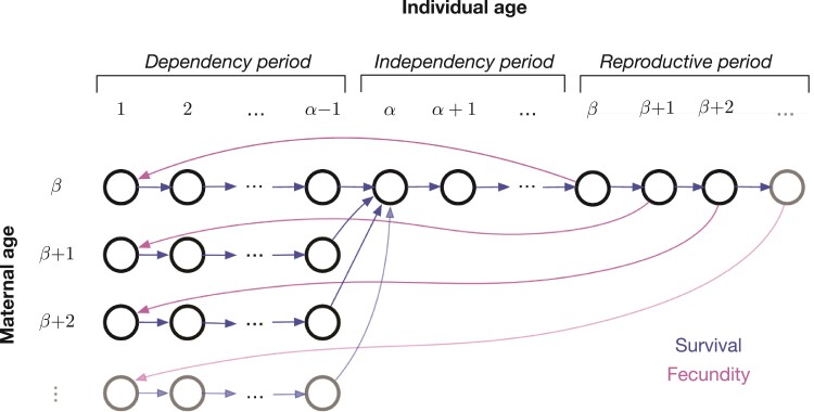 Juvenile mortality and sibling replacement: a kin selection approach.