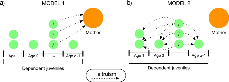 Juvenile mortality and sibling replacement: a kin selection approach.