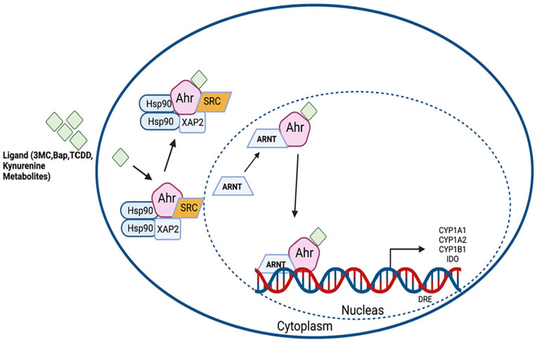 The Role of Aryl Hydrocarbon Receptor in Bone Biology.