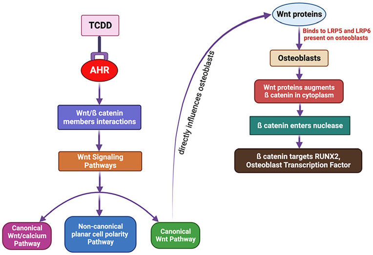 The Role of Aryl Hydrocarbon Receptor in Bone Biology.