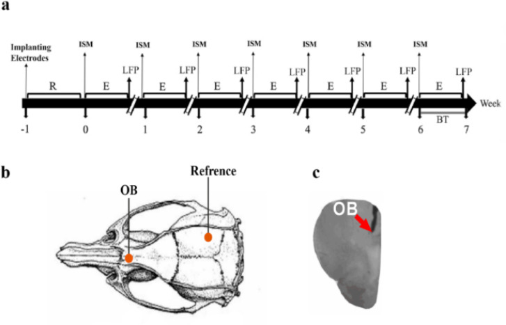 Investigating Olfactory Sensory Neurons Facilitation For Aerobic Exercise-induced Spatial Memory Improvement.