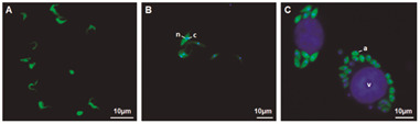 Improving in vitro screening compounds anti-Trypanosoma cruzi by GFP-expressing parasites.
