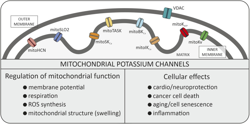 Understanding mitochondrial potassium channels: 33 years after discovery.
