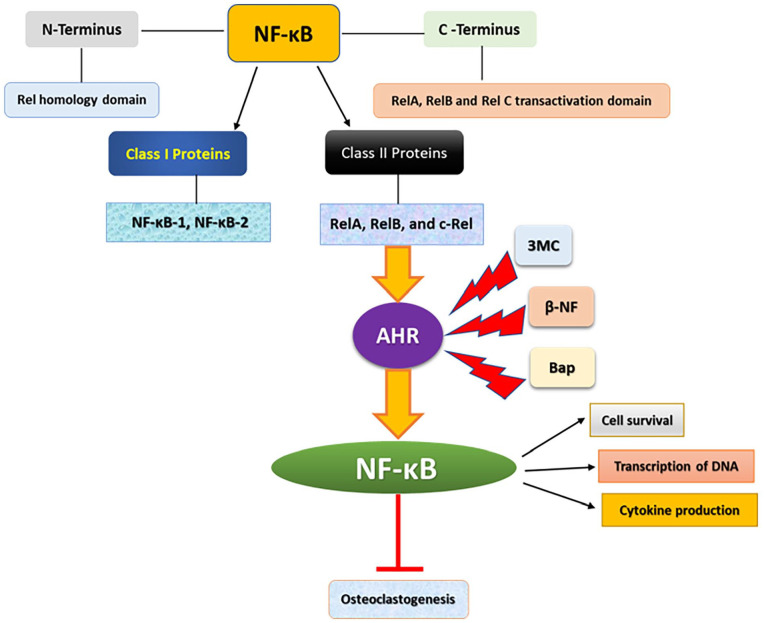 The Role of Aryl Hydrocarbon Receptor in Bone Biology.