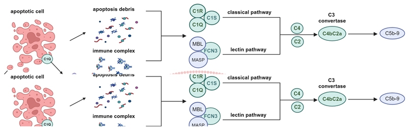 Monogenic lupus: insights into disease pathogenesis and therapeutic opportunities.