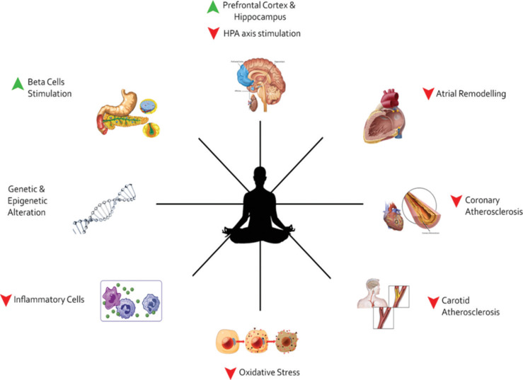 Yoga and Cardiovascular Diseases - A Mechanistic Review.