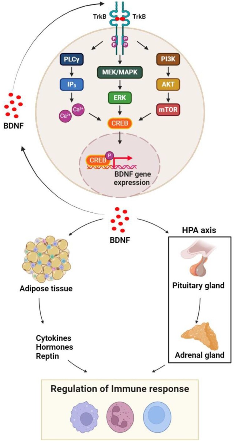 New insight of square stepping exercise in immune fine-tuning for anticipating emerging pandemics.