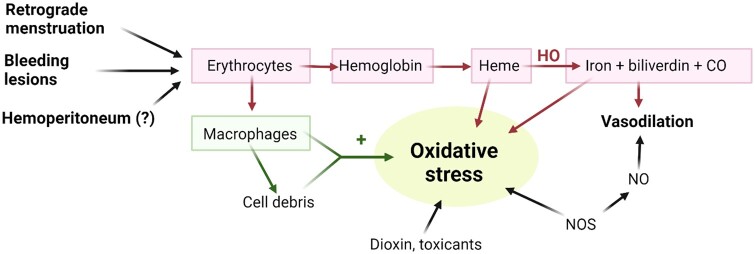 Endometriosis: from iron and macrophages to exosomes. Is the sky clearing?