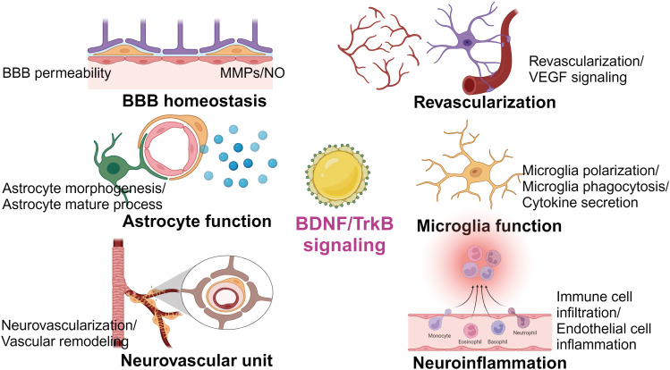 BDNF Signaling in Vascular Dementia and Its Effects on Cerebrovascular Dysfunction, Synaptic Plasticity, and Cholinergic System Abnormality.