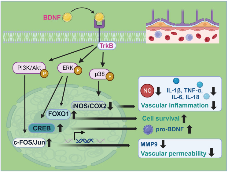 BDNF Signaling in Vascular Dementia and Its Effects on Cerebrovascular Dysfunction, Synaptic Plasticity, and Cholinergic System Abnormality.