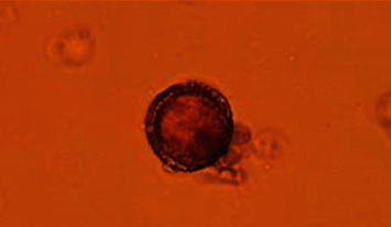 Abstract Image