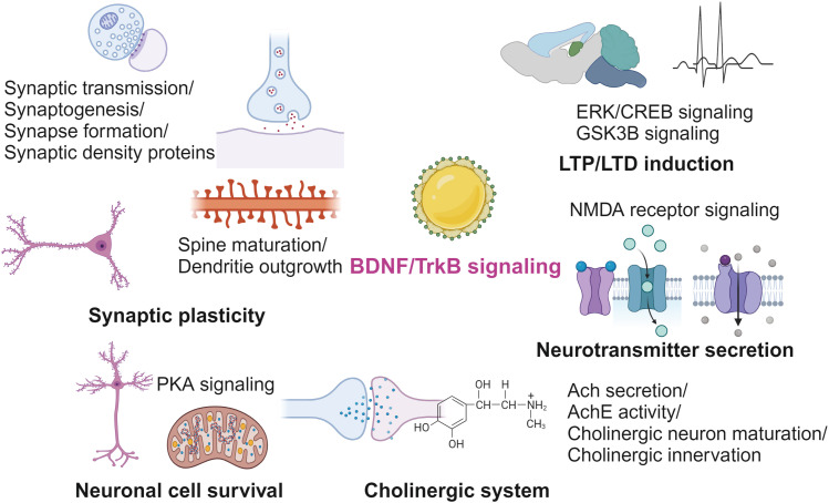 BDNF Signaling in Vascular Dementia and Its Effects on Cerebrovascular Dysfunction, Synaptic Plasticity, and Cholinergic System Abnormality.