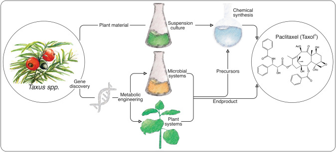 Plants against cancer: towards green Taxol production through pathway discovery and metabolic engineering