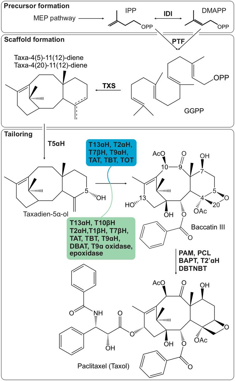 Plants against cancer: towards green Taxol production through pathway discovery and metabolic engineering