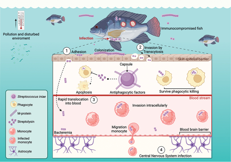<i>Streptococcus iniae</i> in aquaculture: a review of pathogenesis, virulence, and antibiotic resistance.