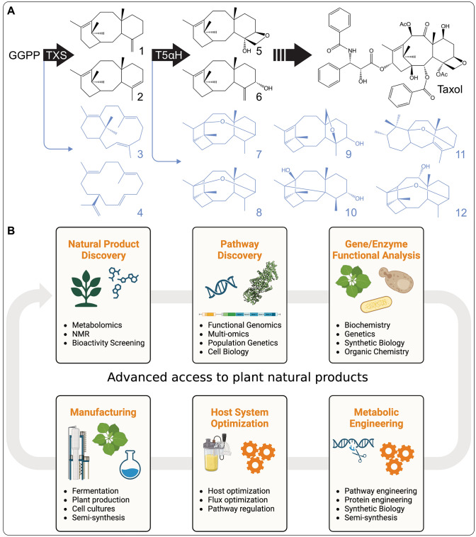 Plants against cancer: towards green Taxol production through pathway discovery and metabolic engineering