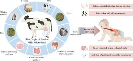 Bovine milk microbiota: Key players, origins, and potential contributions to early-life gut development