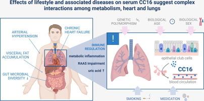 Effects of lifestyle and associated diseases on serum CC16 suggest complex interactions among metabolism, heart and lungs