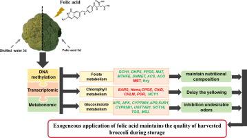 Multi-omic analysis of the extension of broccoli quality during storage by folic acid