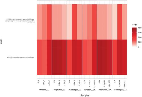 Metagenomic analysis of microbial consortia native to the Amazon, Highlands, and Galapagos regions of Ecuador with potential for wastewater remediation