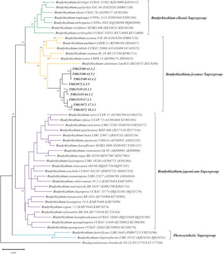 In vitro interactions between Bradyrhizobium spp. and Tuber magnatum mycelium