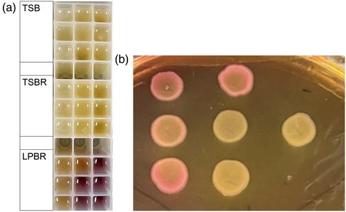 Development and evaluation of a modified most probable number (MPN) method for enumerating rifampicin-resistant Escherichia coli in agricultural, food, and environmental samples