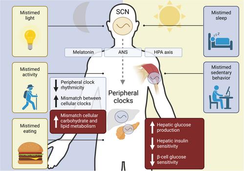 Circadian desynchrony and glucose metabolism