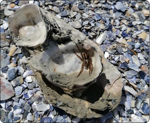 Spiders in oyster shells: shellfish farming benefits an endangered terrestrial species